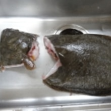 ヒラメのさばき方 お造り のコツ レシピ 作り方 By Startrek 楽天レシピ ヒラメのさばき方 お造り のコツ レシピ 作り方 By Startrek 楽天レシピ